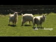 Goats 2 1629